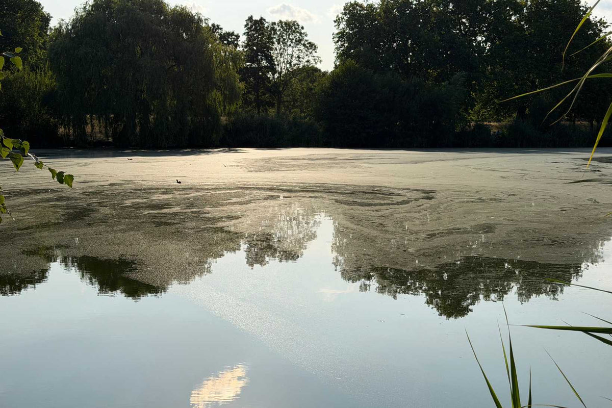 Mound Pond in Clapham with bloom across surface