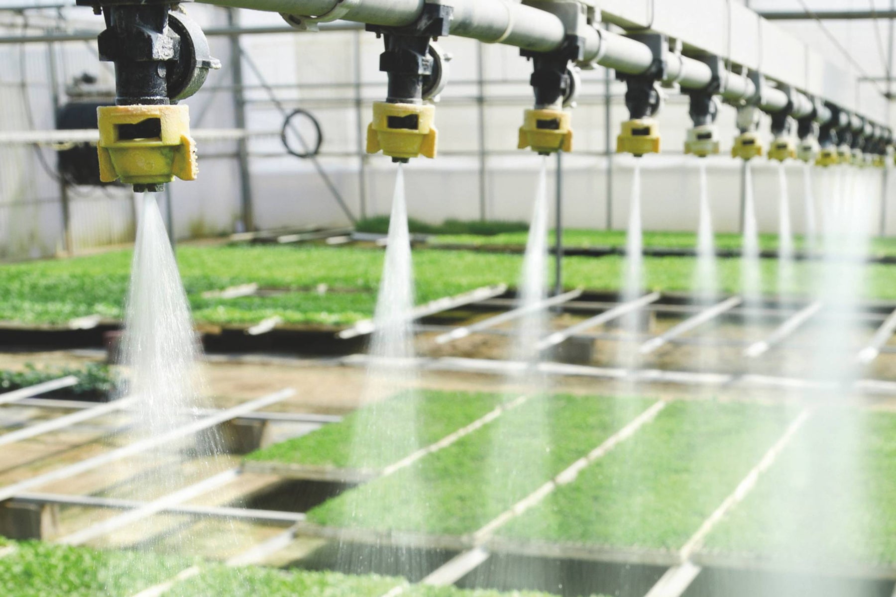 Sprinkler system watering plants in a greenhouse setting