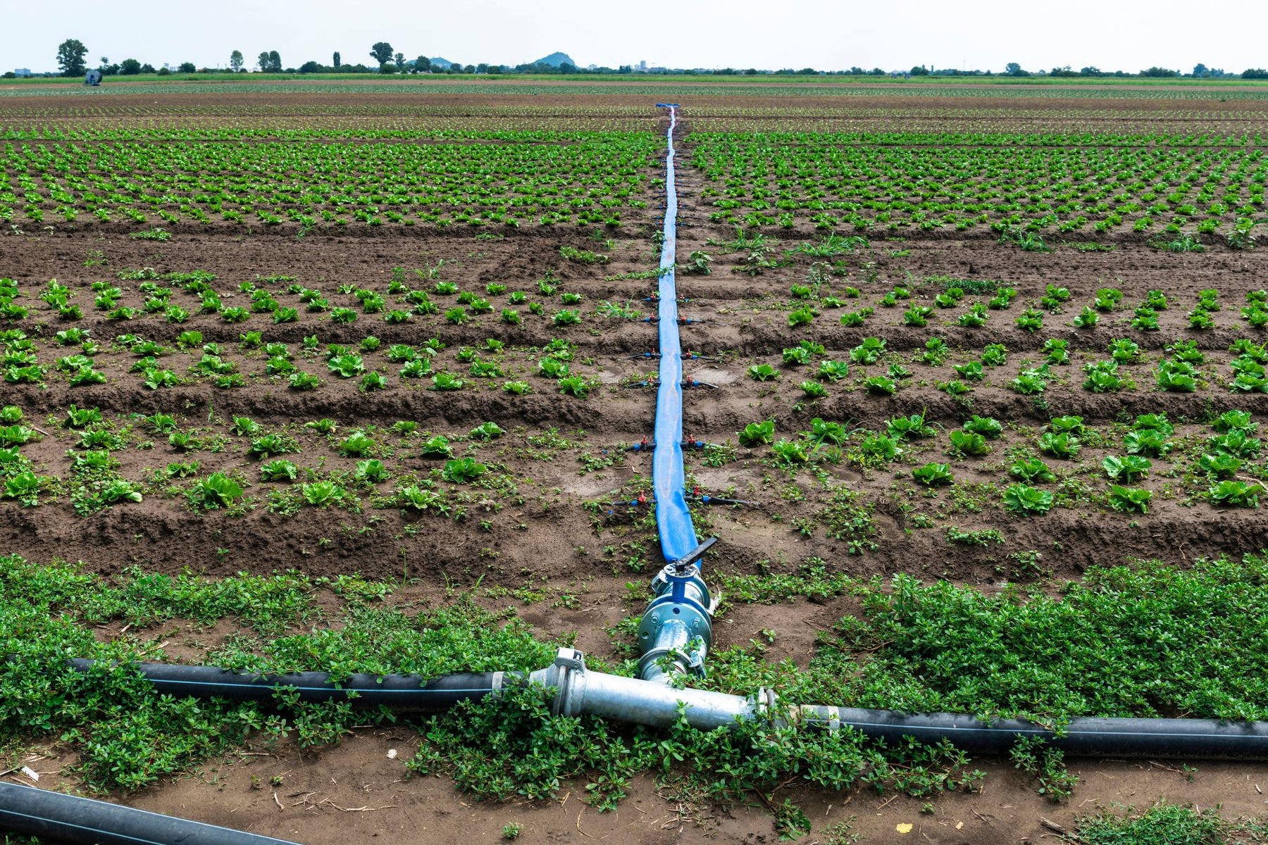 Irrigation system in a field with crops